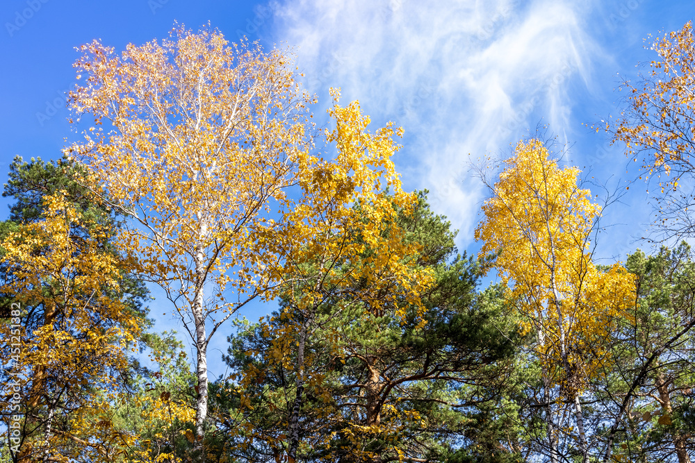 Beauty is in nature. Autumn trees with colorful leaves on the background of a blue sky with clouds. Beauty is in nature. Autumn trees with colorful leaves on the background of a blue sky with clouds.