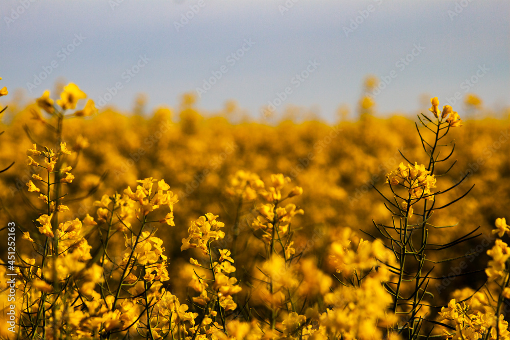 Obraz premium Flowers