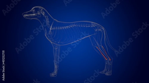 Fibula Bones Dog skeleton Anatomy For Medical Concept 3D