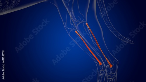 Fibula Bones Dog skeleton Anatomy For Medical Concept 3D photo