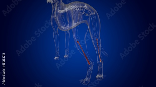Fibula Bones Dog skeleton Anatomy For Medical Concept 3D © mybox