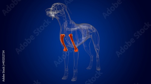 Humerus Bones Dog skeleton Anatomy For Medical Concept 3D