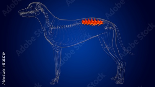 Lumbar Vertebrae Bones Dog skeleton Anatomy For Medical Concept 3D