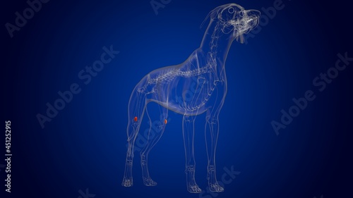 Patella Bones Dog skeleton Anatomy For Medical Concept 3D