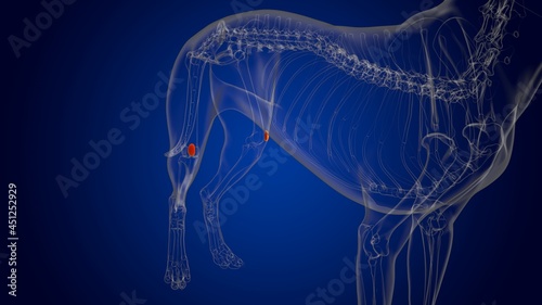 Patella Bones Dog skeleton Anatomy For Medical Concept 3D © mybox