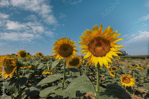 sunflowers in the sunflower field