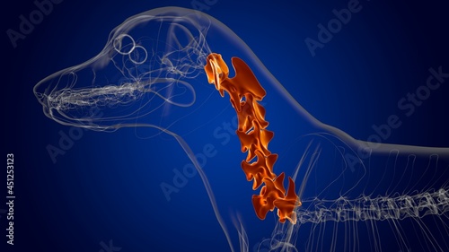 Quadro su tela Cervical Vertebrae Bones Dog skeleton Anatomy For Medical Concept 3D