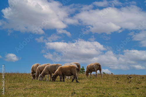 A small flock of grazing sheep on the dike under a white and blue sky 