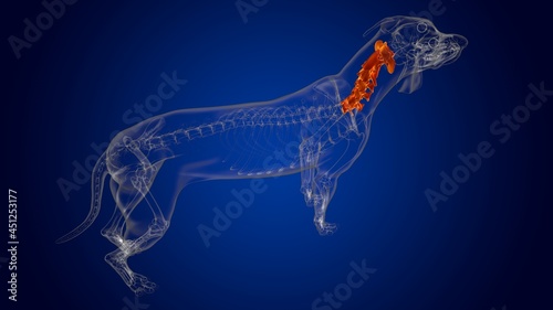 Cervical Vertebrae Bones Dog skeleton Anatomy For Medical Concept 3D