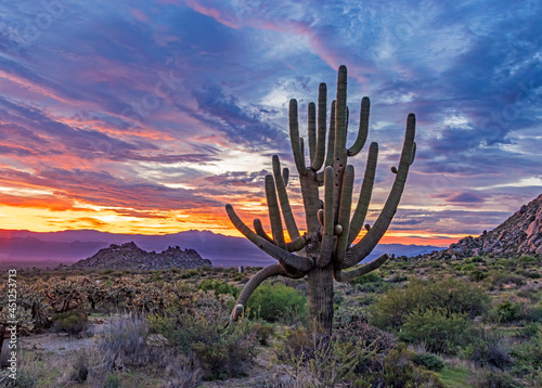 Close Up View Of Big Saguaro Cactus At Sunrise With Mountains In Background