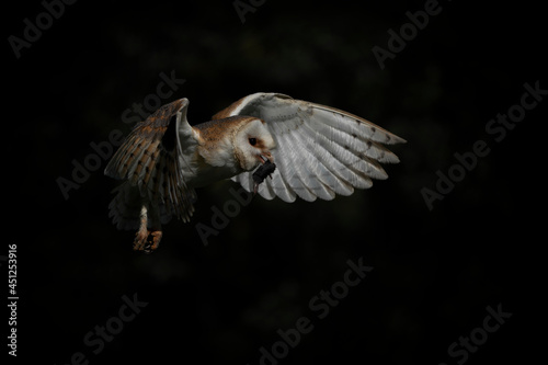 Barn owl (Tyto alba) in flight with a mouse prey . Bokeh background. Noord Brabant in the Netherlands.                        