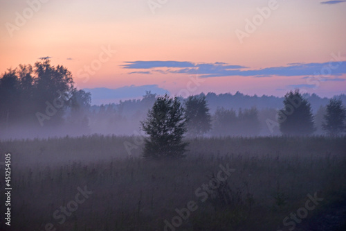 Forest landscape in the evening in the fog of the evening sun
