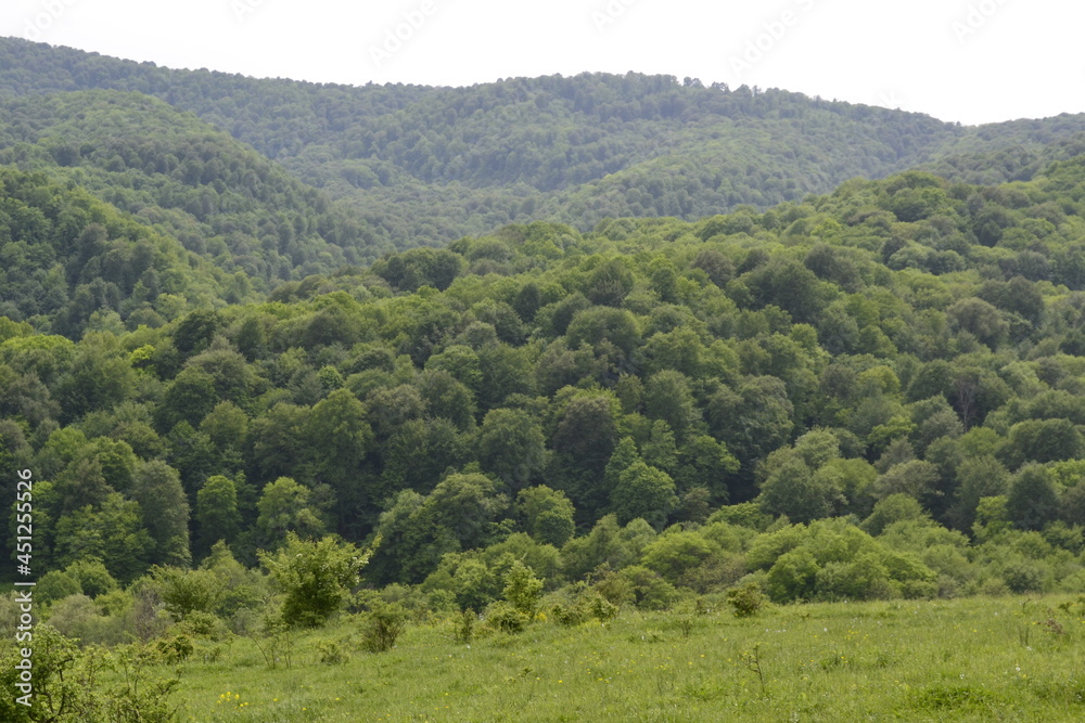 Obraz premium green forest in the mountains