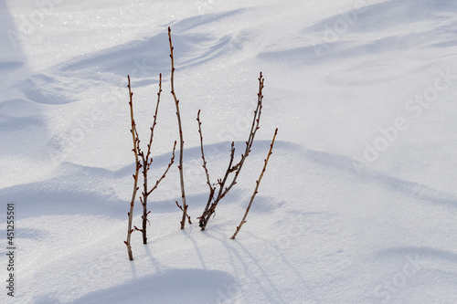 Currant bush in the garden under the cover of snow, winter garden