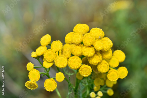 Yellow flowers of common tansy tanacetum vulgare close-up photo