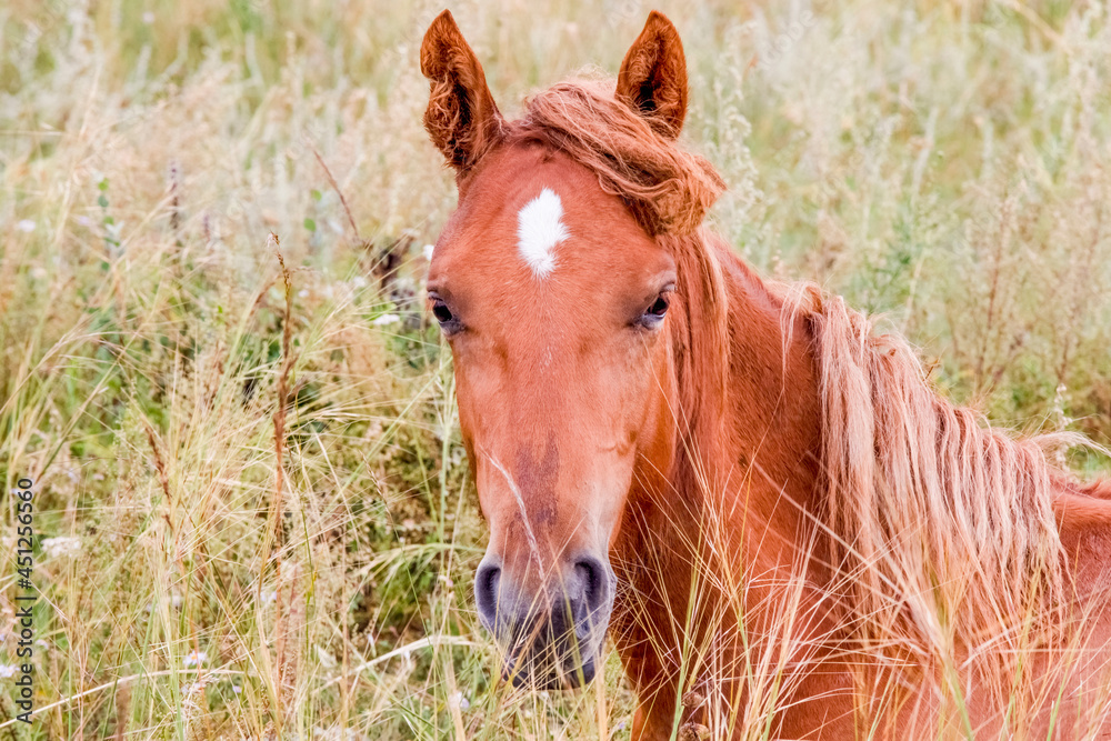 Beautiful portrait of a red horse with shaggy hair in the grass Beautiful portrait of a red horse with shaggy hair in the grass