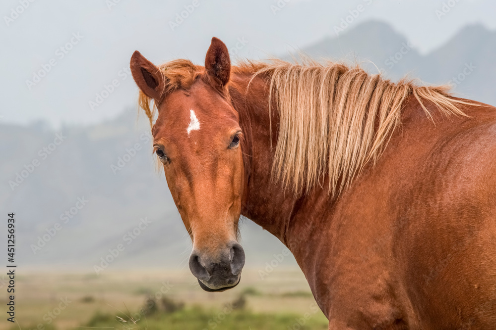 Beautiful portrait of a red horse, In the background mountainside Beautiful portrait of a red horse, In the background mountainside