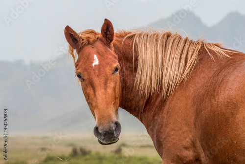 Beautiful portrait of a red horse, In the background mountainside © Vladislav