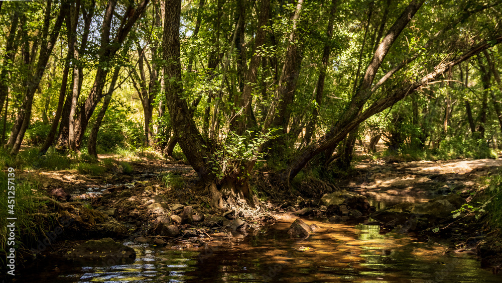 Fototapeta premium Bosque de ribera