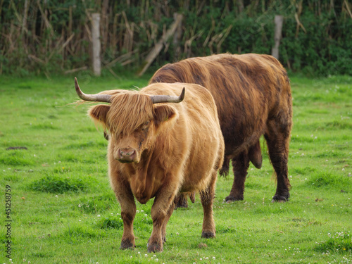 Weidende Kühe im westlichen Münsterland