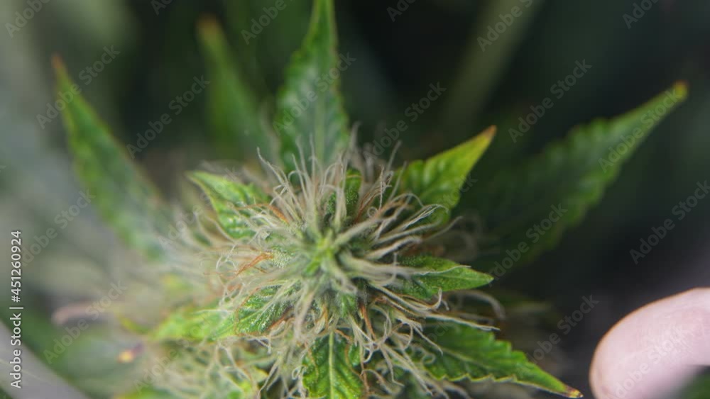 White glove finger identifying a healthy female pistils and other small textures on cannabis flower, nature and education, scientific experiment for alternative herbal treatment, sustainable lifestyle White glove finger identifying a healthy female pistils and other small textures on cannabis flower, nature and education, scientific experiment for alternative herbal treatment, sustainable lifestyle
