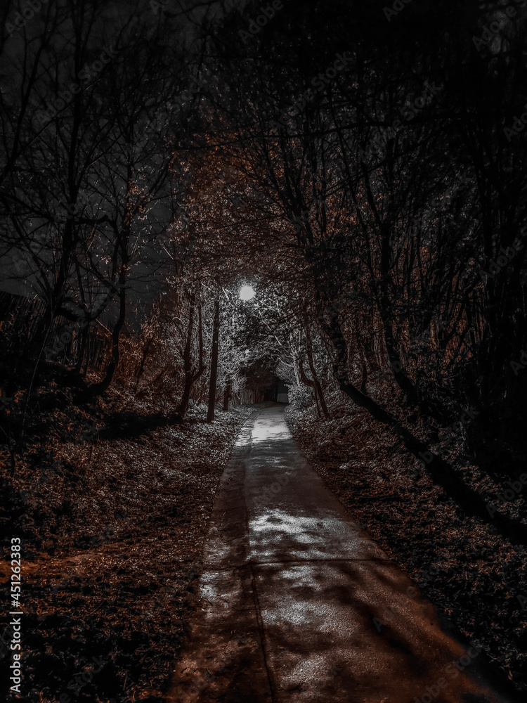 Obraz premium sunset in the woods