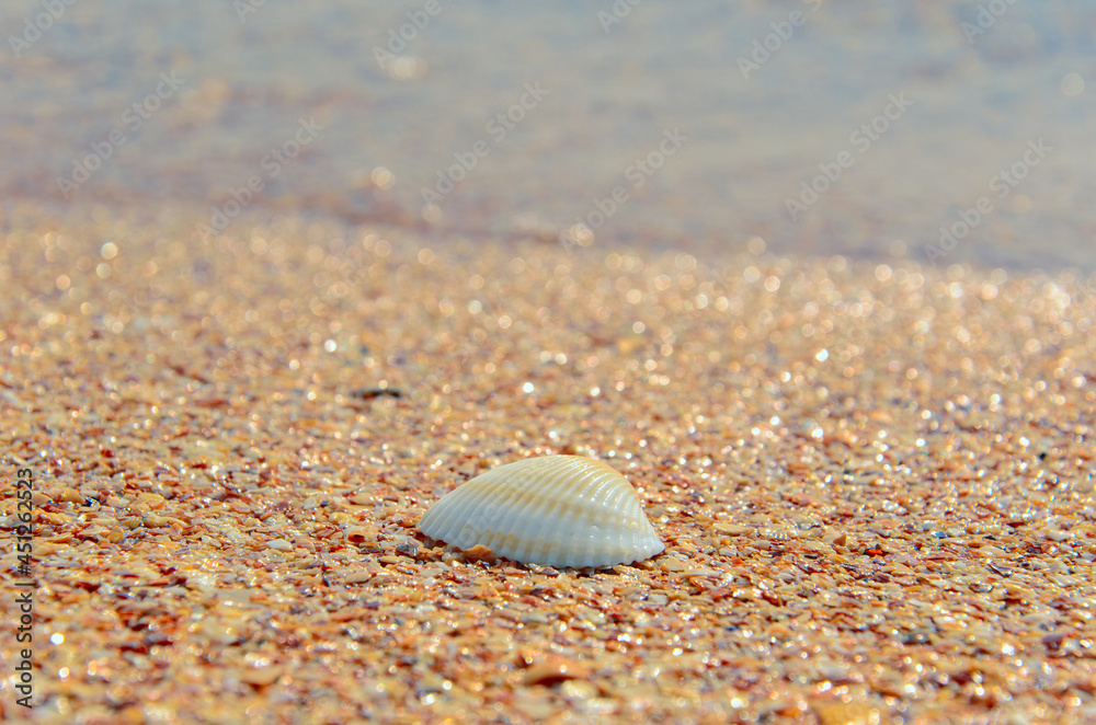 White seashell by the sea. Anadara inaequivalvis on sand. Mental rest and relaxation. Travel concept. Copy space. White seashell by the sea. Anadara inaequivalvis on sand. Mental rest and relaxation. Travel concept. Copy space.