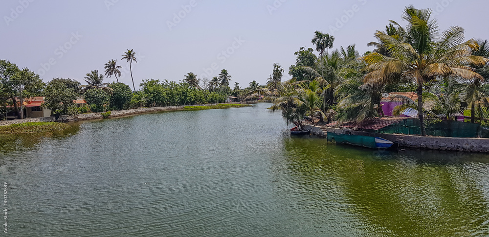 Kerala backwater, coconut trees  planted on shore