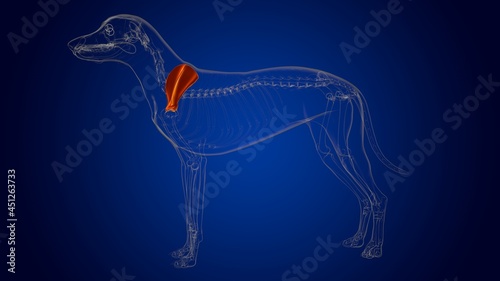 Scapula Bones Dog skeleton Anatomy For Medical Concept 3D