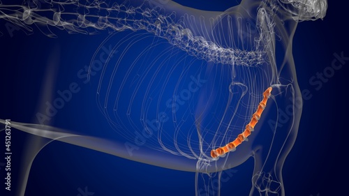 Foto Sternum Bones Dog skeleton Anatomy For Medical Concept 3D