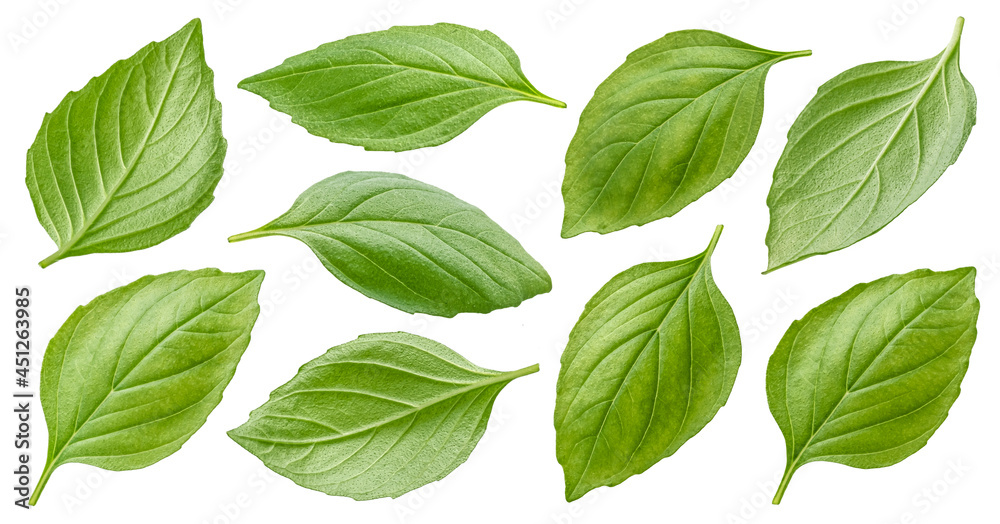 Basil leaves isolated on white background with clipping path