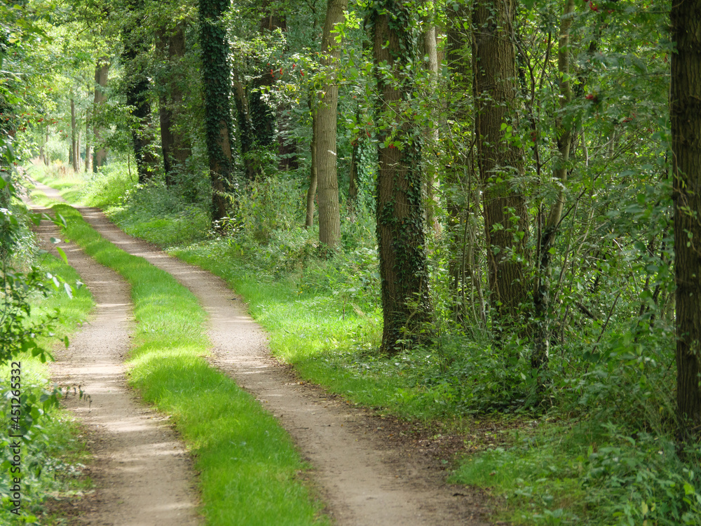 Fototapeta premium Wiesen und Felder bei Winterwijk in den Niederlanden