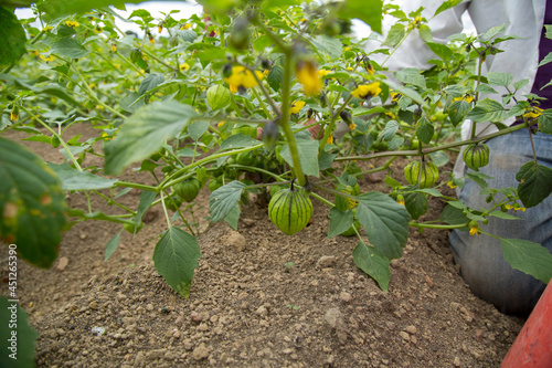 rganic tomatillo fresh vegetables in the field photo