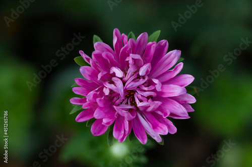 a pink flower