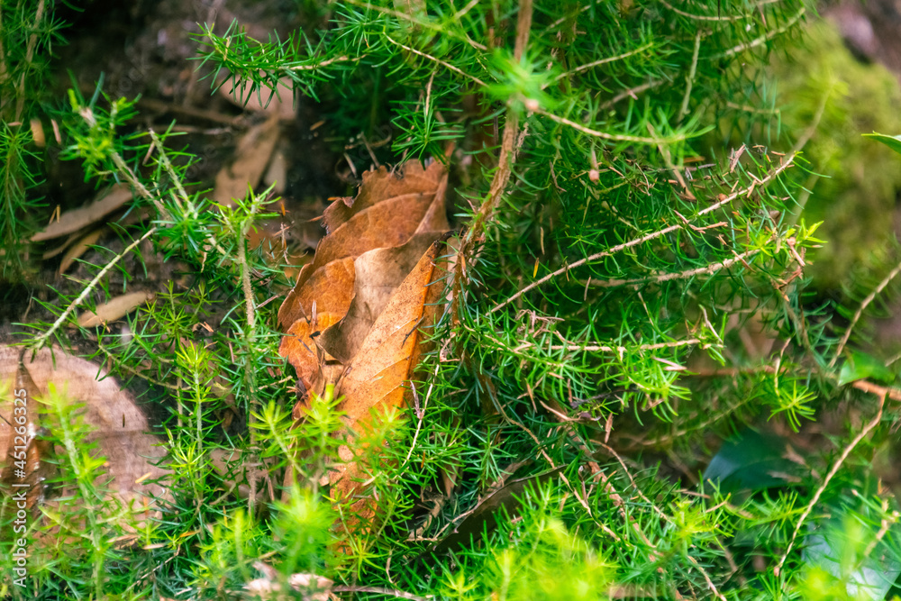 Fototapeta premium Hoja marrón en medio de ramas verdes en el bosque de Agua García, isla de Tenerife