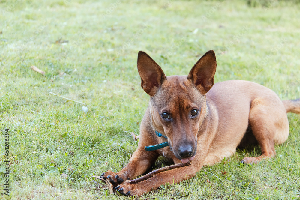 Miniature pinscher dog with a stick on a field Miniature pinscher dog with a stick on a field