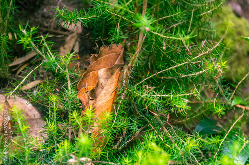 Hoja marrón en medio de ramas verdes en el bosque de Agua García, isla de Tenerife © CarlosHerreros