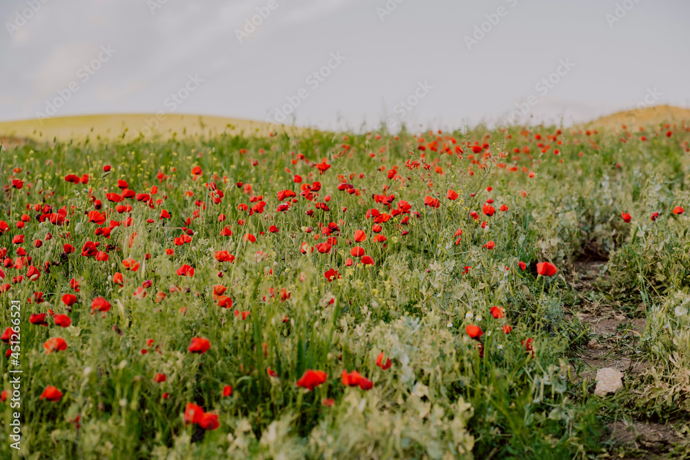a field of poppies in andalusia spain