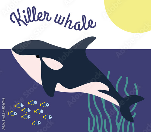 The blue predatory killer whale swims in the sea underwater world.  Sea creatures.  Ocean dwellers and fish in corals and algae.  Vector flat illustration.  Teaching and educating children.
