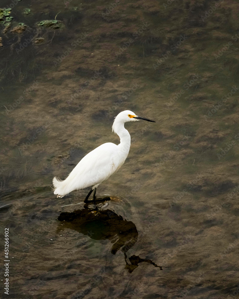 Garza pequeña en el río