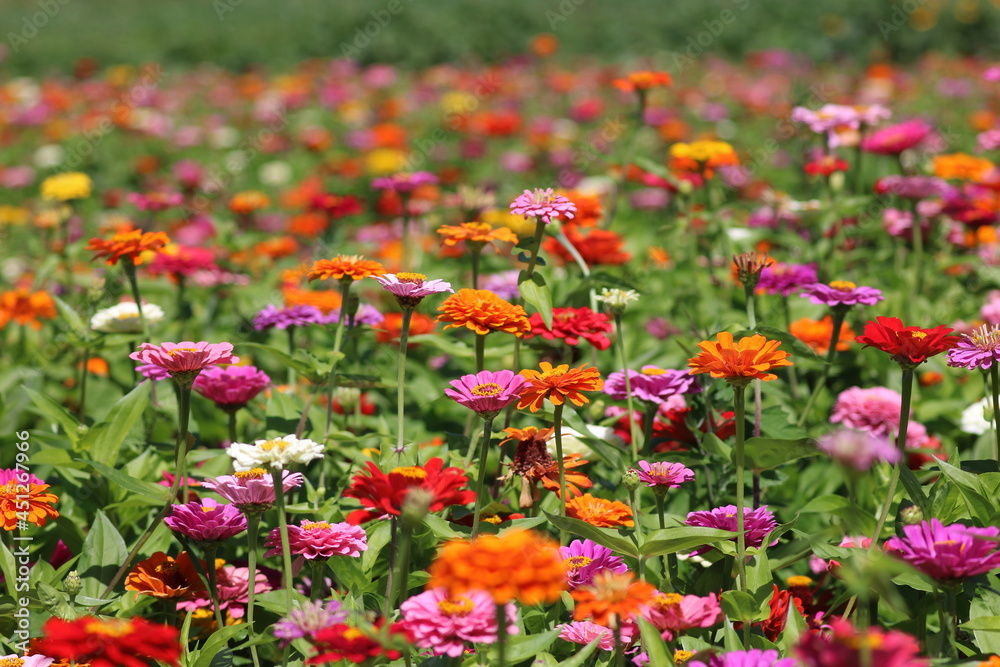 Field of Flowers Zinnias