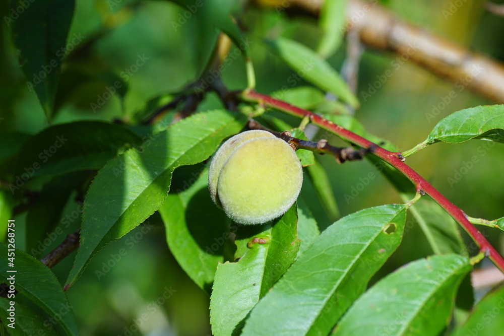 Close up peach in the peachtree, Prunus persica Melred. Dutch garden, summer, August, Close up peach in the peachtree, Prunus persica Melred. Dutch garden, summer, August,