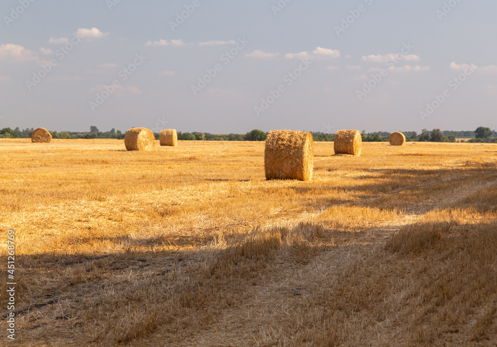 Harvested field with straw bales. Round haystacks are scattered across the field. Dry grass and golden rolls of hay.