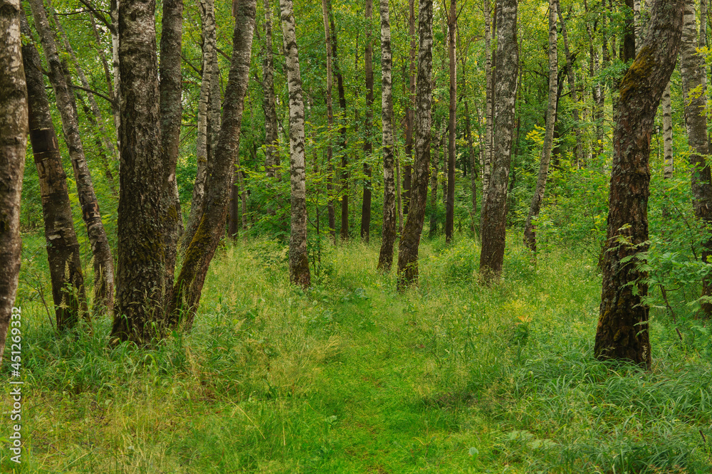 background birch forest trunks green grass