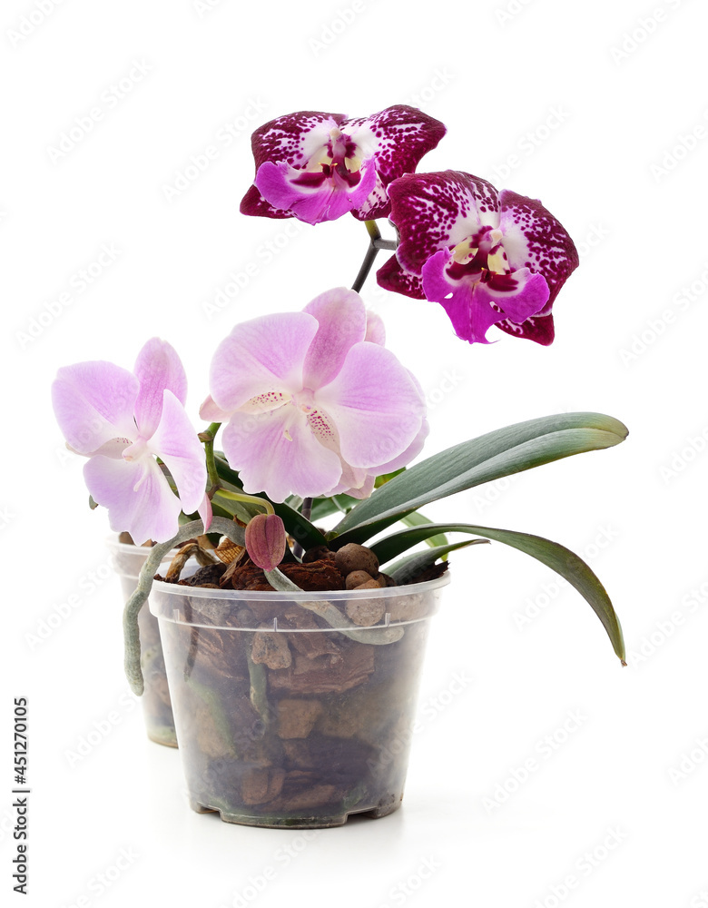Naklejka premium Pink orchid flowers.