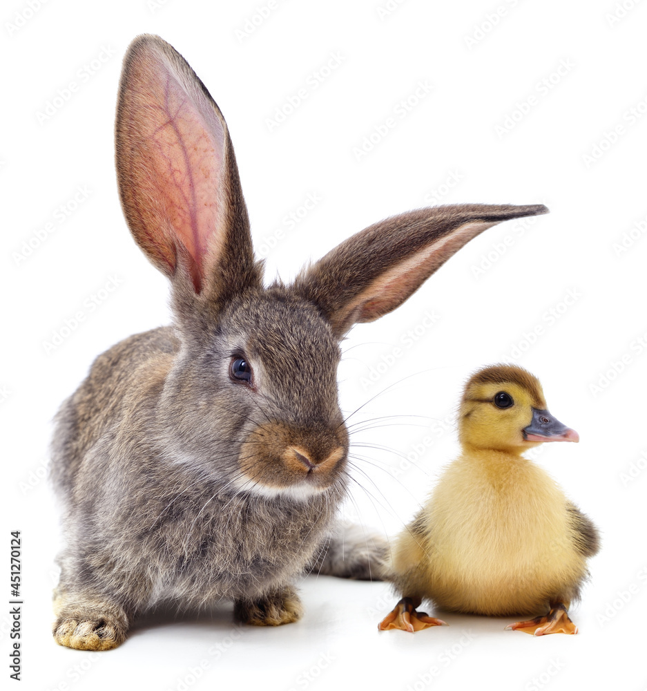Rabbit and duckling. Rabbit and duckling.