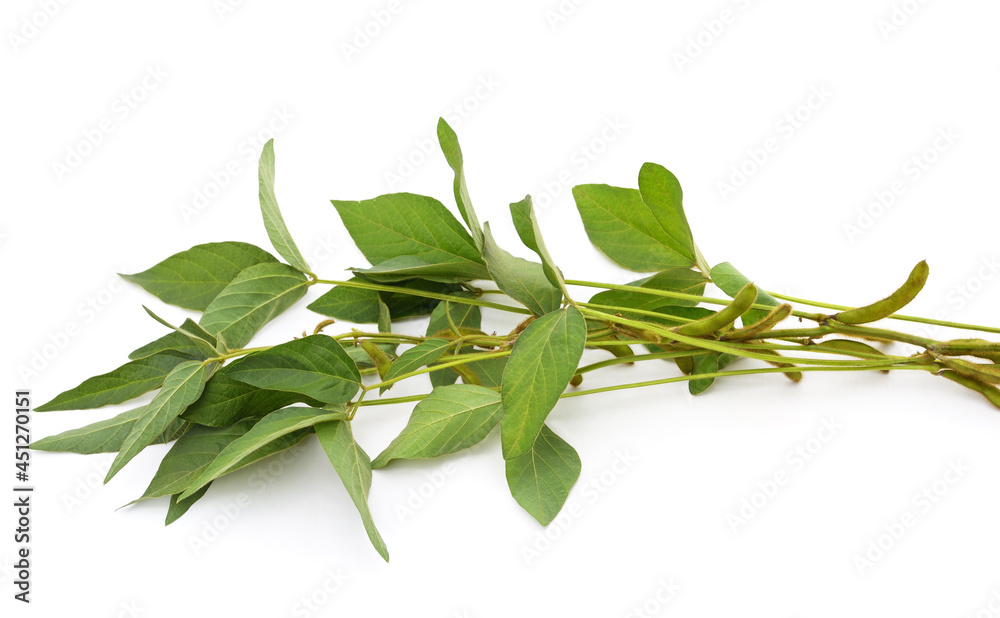 Green soybean pods with leaves. Green soybean pods with leaves.