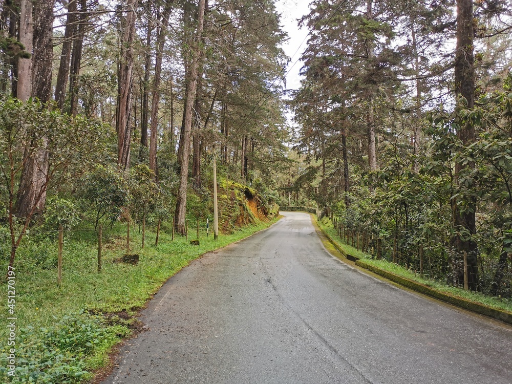 Fototapeta premium road in the woods