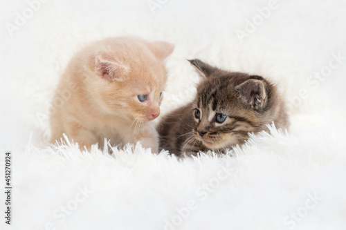 Two kittens of gray and red color are sitting on a white background