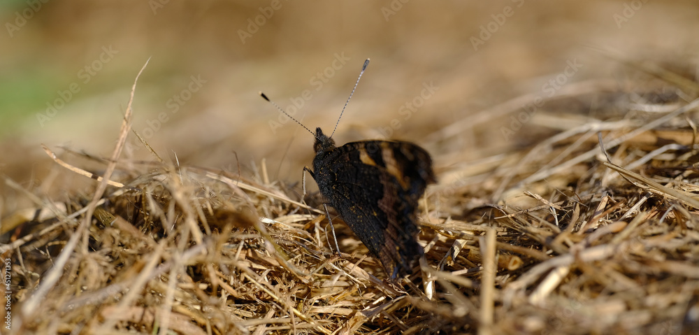 Motyl na sianku Motyl na sianku